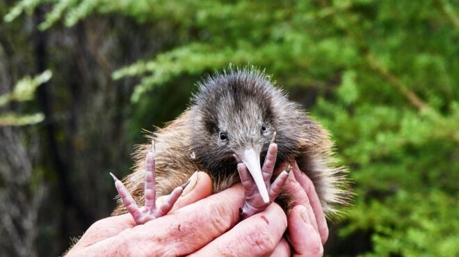 nέα-ζηλανδία-γεννητούρια-κίουι-στο-ουέ-562760218