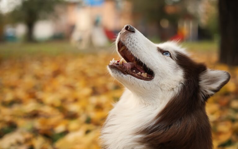 Αράχωβα: Στέλεχος της ασφάλειας στις έρευνες για το βασανισμένο χάσκι
