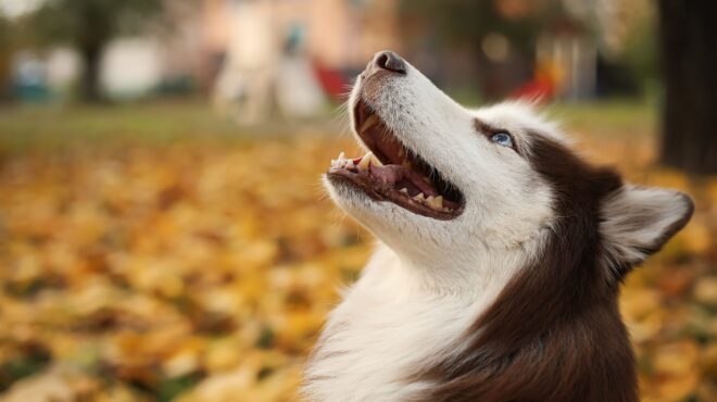 αράχωβα-δεν-βλέπει-ανθρώπινο-παράγ-562795912