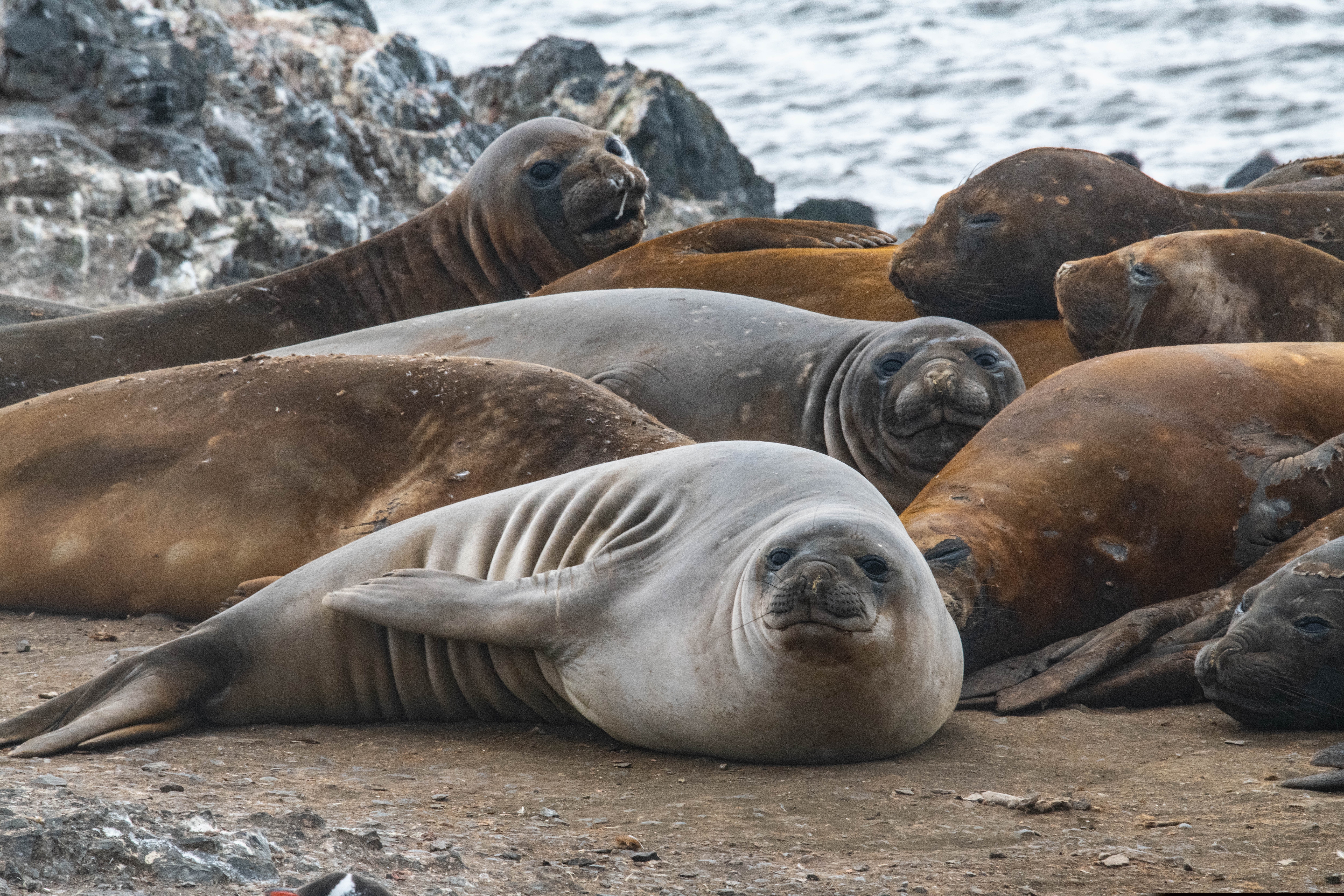 Η γρίπη των πτηνών σαρώνει την Ανταρκτική – Μαζικοί οι θάνατοι θαλάσσιων ελεφάντων-1