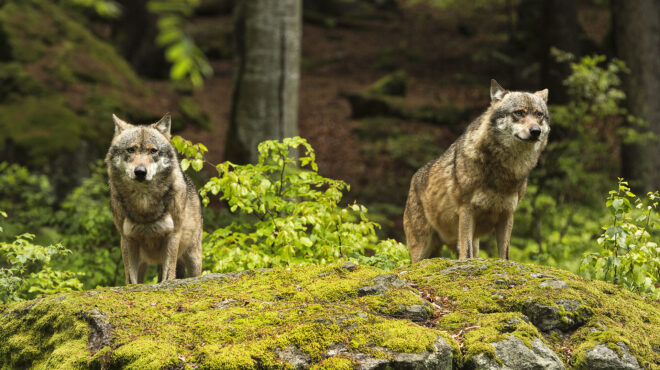 ε-ε-πράσινο-φως-για-να-μειωθεί-η-προσ-562794088