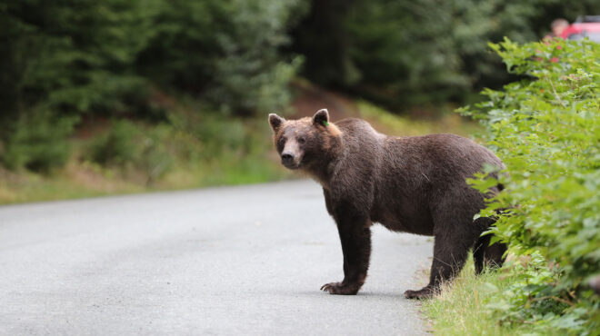 ηπειρος-νεκρές-αρκούδες-στην-εθνική-ο-562763050