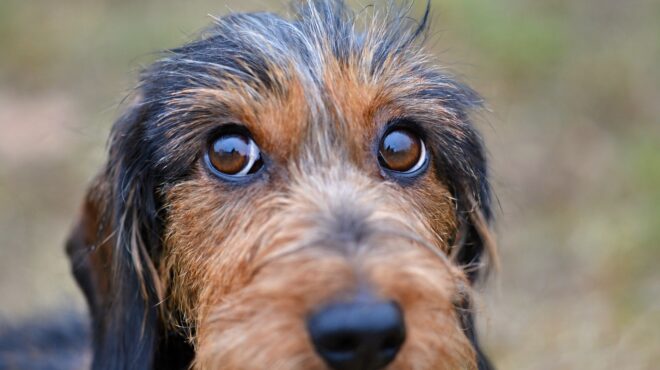 οι-άνθρωποι-ίσως-επηρέασαν-το-χρώμα-τω-562793815