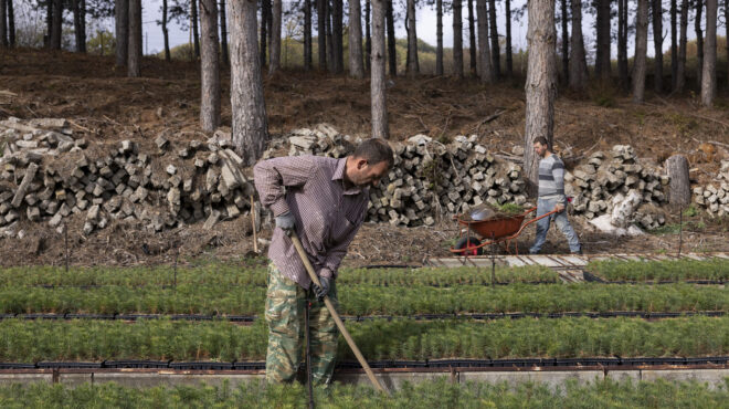 τα-πεύκα-αυτά-είναι-τα-μωρά-μας-562762684