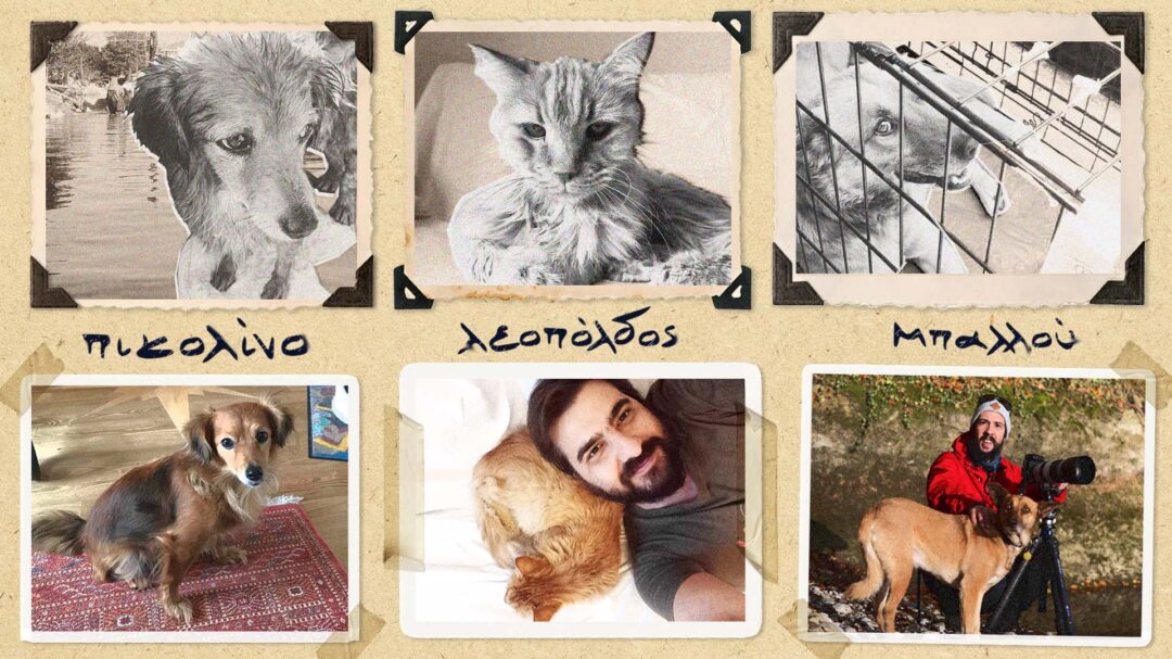 το-2023-ήταν-αδέσποτα-το-2024-θα-τα-βρει-στις-αγ-562797490