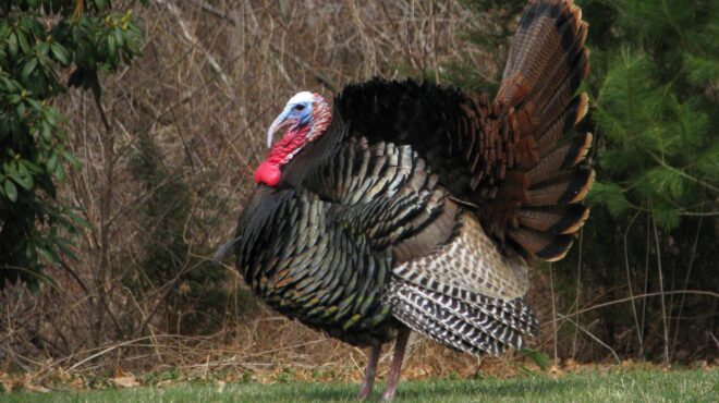 λιθουανία-ξέσπασμα-της-γρίπης-των-πτη-562791310
