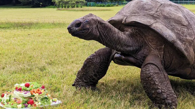η-γηραιότερη-χελώνα-του-κόσμου-έγινε-191-562766266