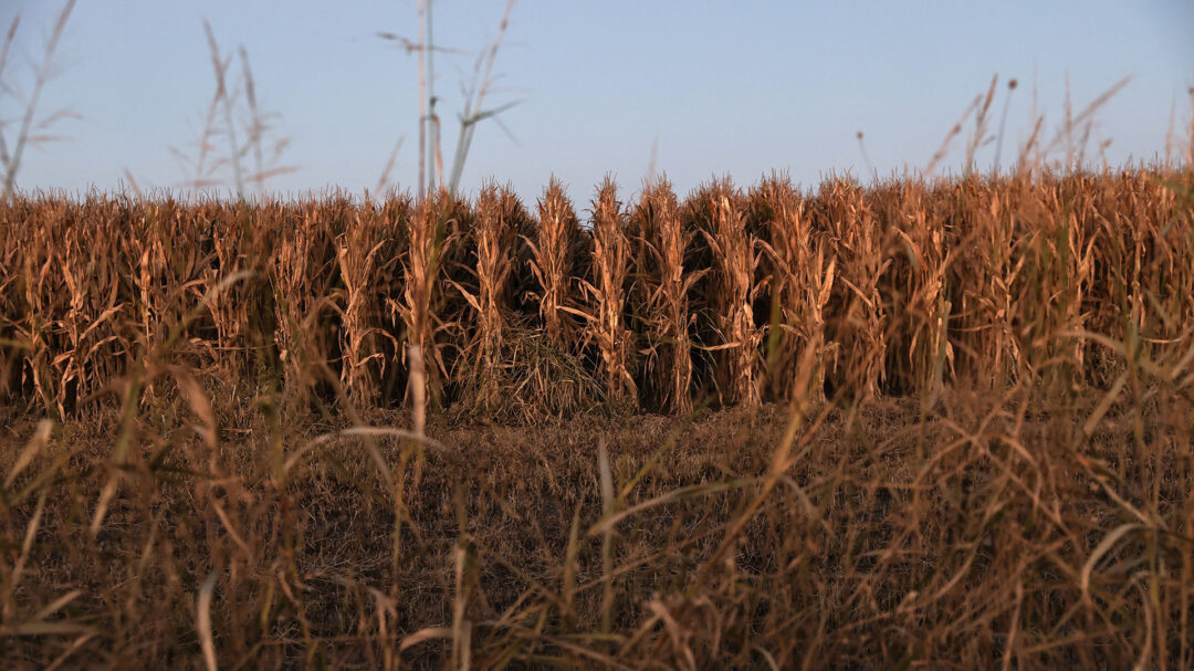 ρεβύθια-αντί-για-βαμβάκι-η-δύσκολη-εξί-562776487