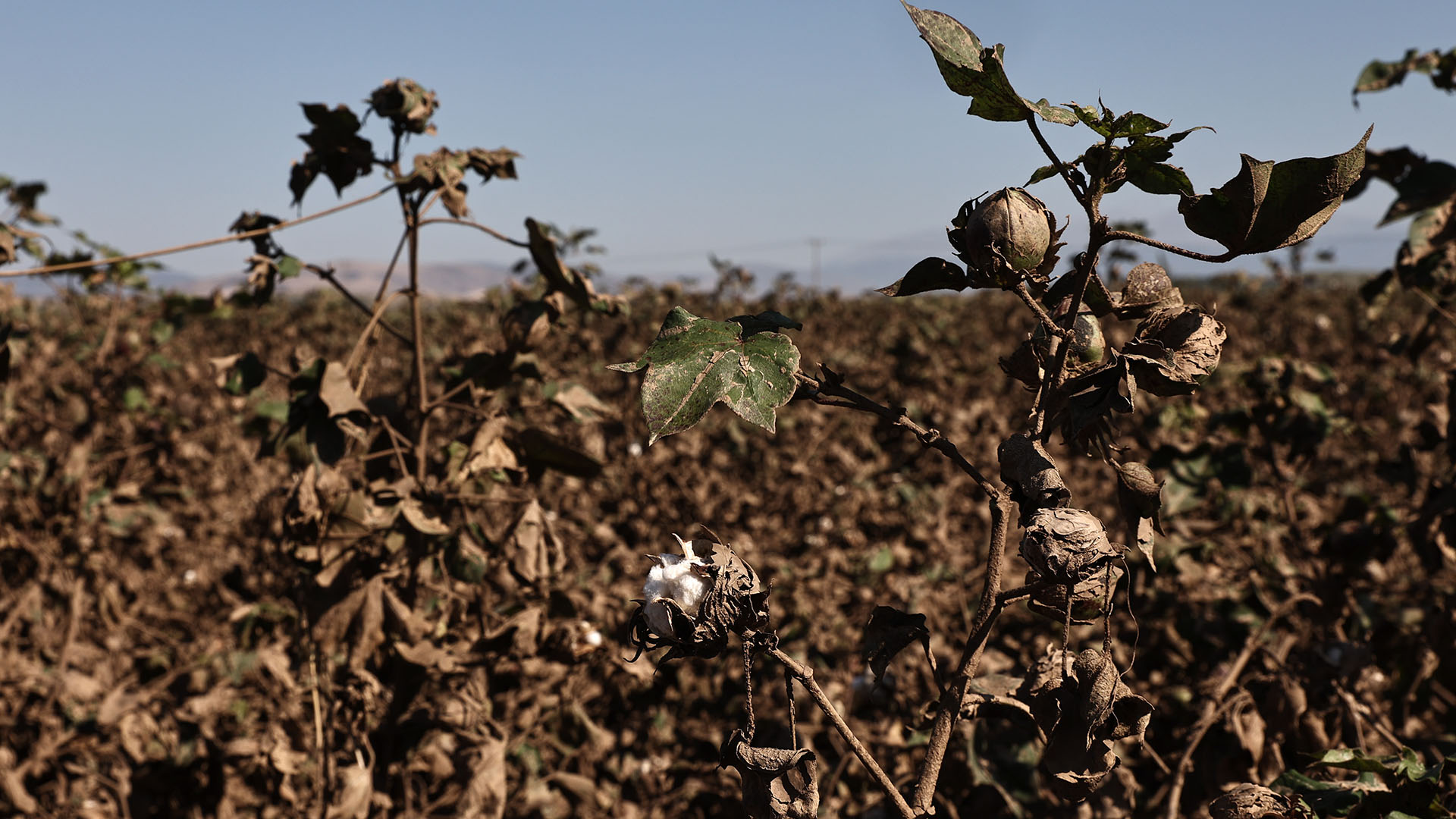 Ρεβύθια αντί για βαμβάκι: Η δύσκολη εξίσωση της αλλαγής καλλιέργειας-1