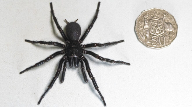 αυστραλία-πολίτης-βρήκε-τη-μεγαλύτερ-562816246