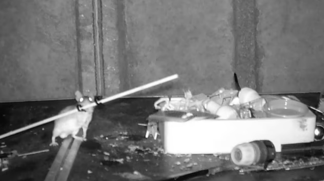 ποντίκι-μαρί-κόντο-συγυρίζει-κάθε-β-562818025