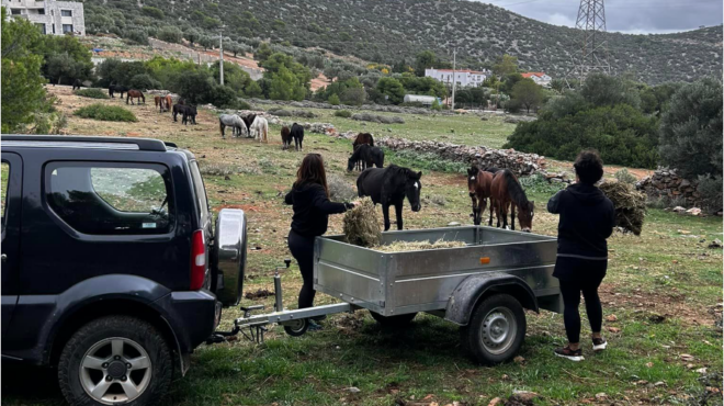 κοπάδια-με-αδέσποτα-άλογα-στις-παρυφέ-562850644