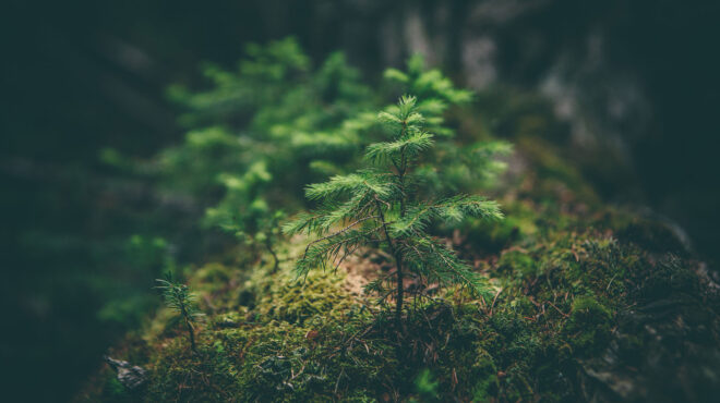 θεσσαλονίκη-σχέδιο-για-δάσος-300-000-δέντρω-562826914