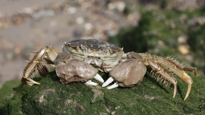 γιατί-οι-επιστήμονες-θανατώνουν-εκατ-562856872