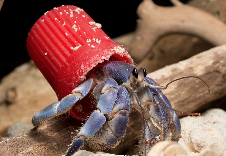 Καβούρια ερημίτες «φορούν» σκουπίδια αντί για όστρακα-1