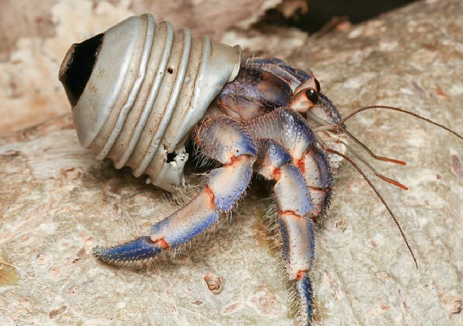 Καβούρια ερημίτες «φορούν» σκουπίδια αντί για όστρακα-2