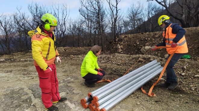 δαδιά-εβρου-στο-καμένο-δάσος-φωλιάζε-562819069