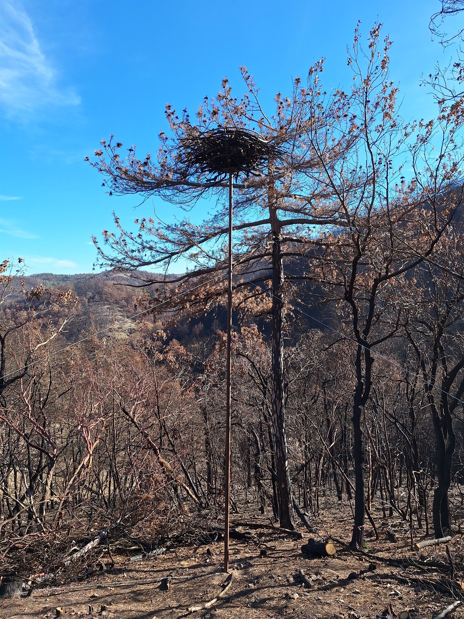 Δαδιά Εβρου: Στο καμένο δάσος «φωλιάζει» η ελπίδα-1