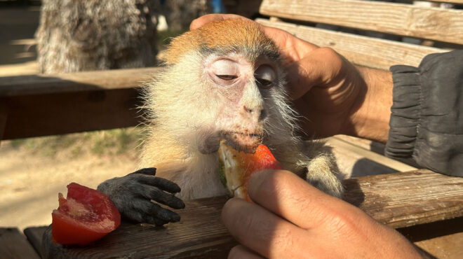 γάζα-εκτός-από-τους-ανθρώπους-λιμοκτο-562809832