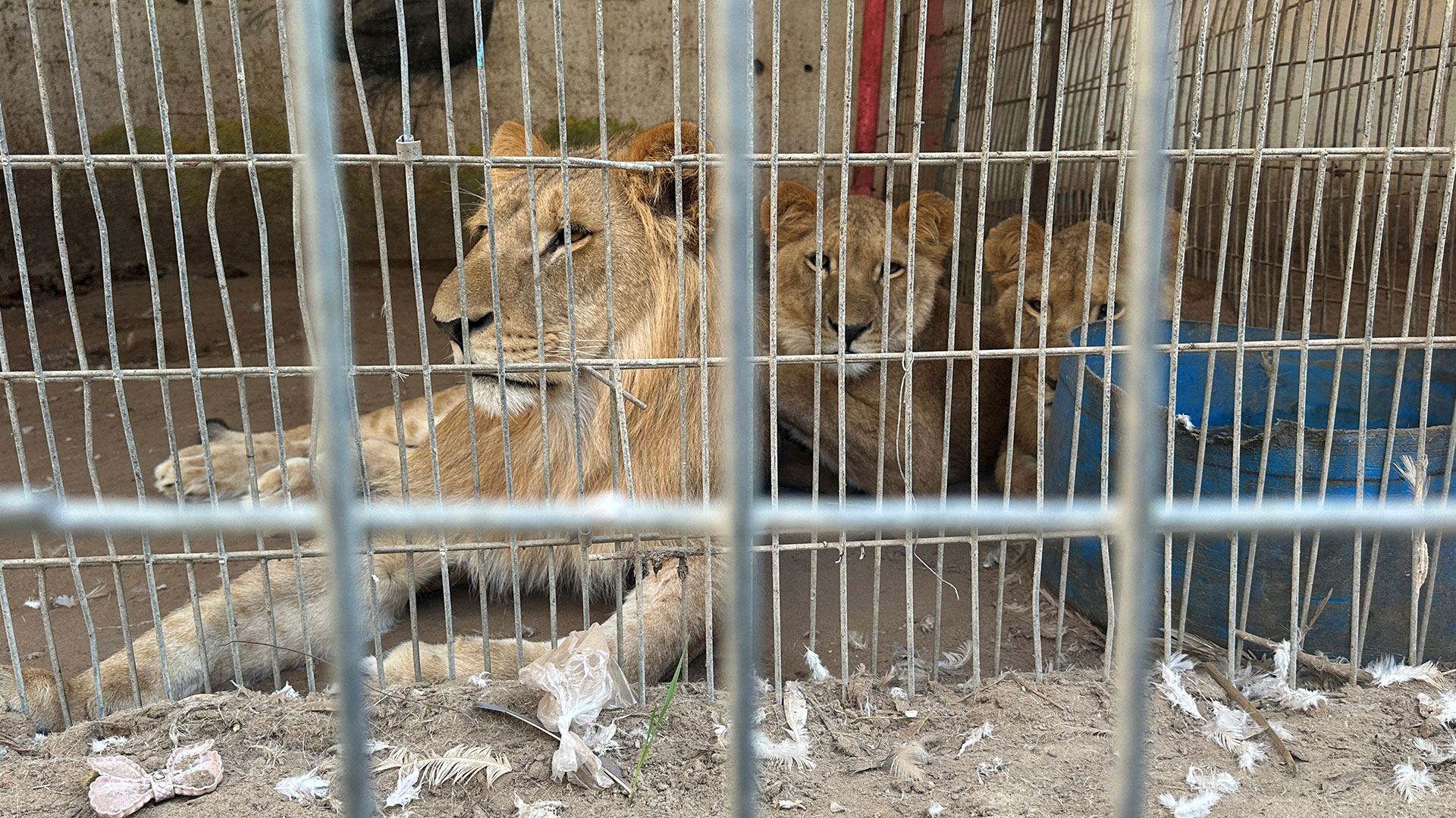 Γάζα: Εκτός από τους ανθρώπους λιμοκτονούν και τα ζώα-2