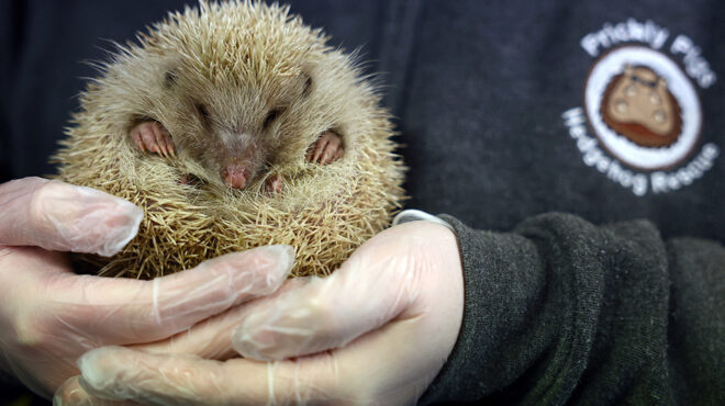 σκαντζόχοιροι-και-κλιματική-αλλαγή-562814470