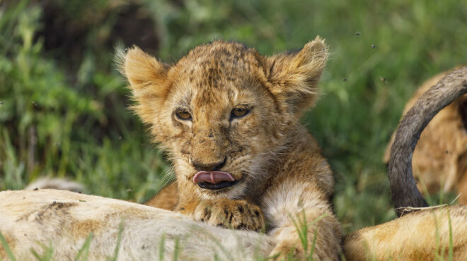ο-σαιξπηρικός-κόσμος-της-άγριας-ζωής-562838128