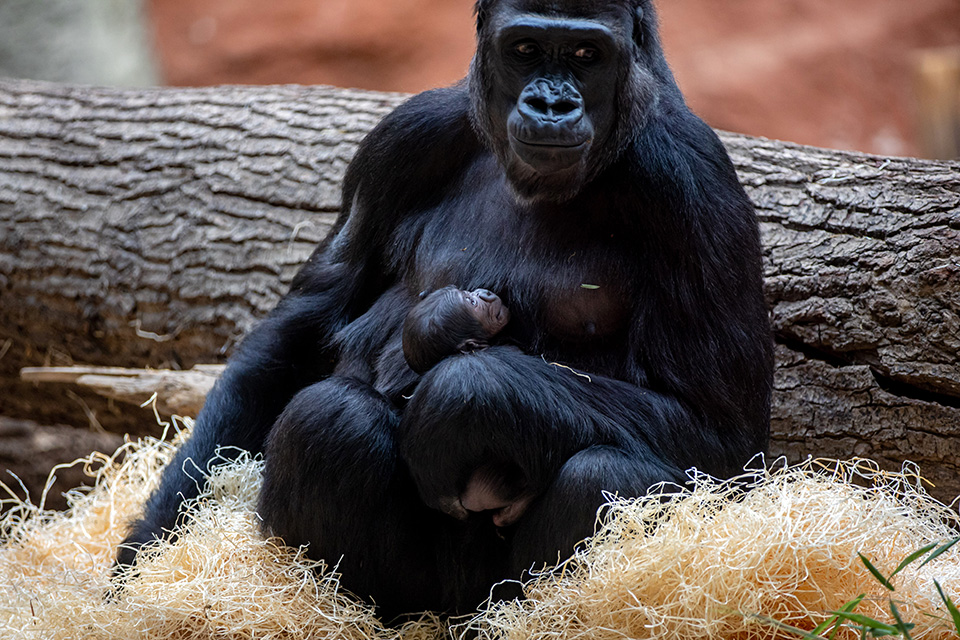 Σκαντζόχοιροι και κλιματική αλλαγή-1