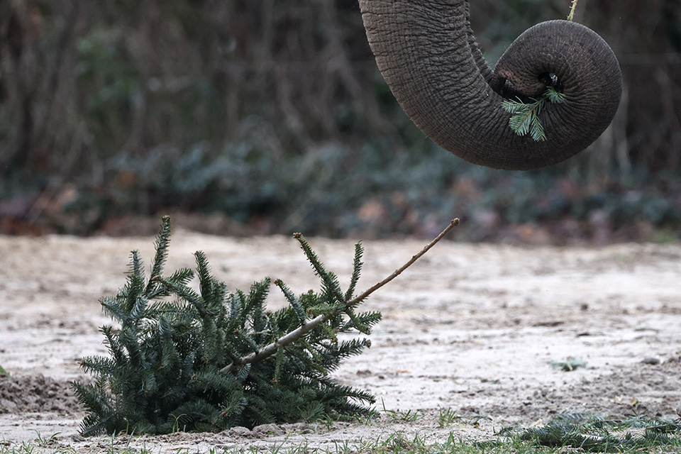 Σκαντζόχοιροι και κλιματική αλλαγή-3