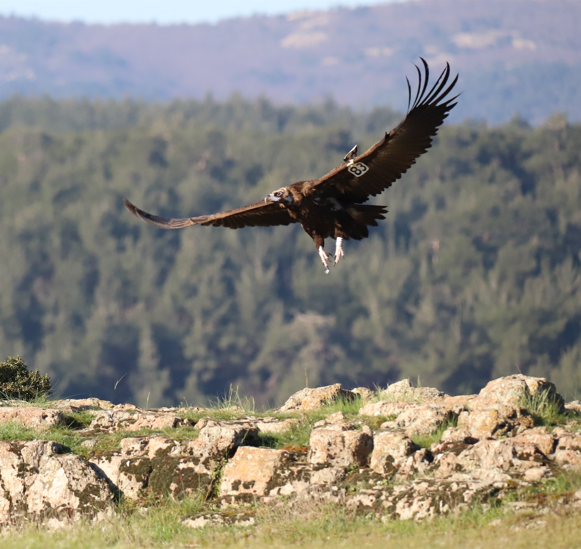 Δαδιά Εβρου: Στο καμένο δάσος «φωλιάζει» η ελπίδα-2