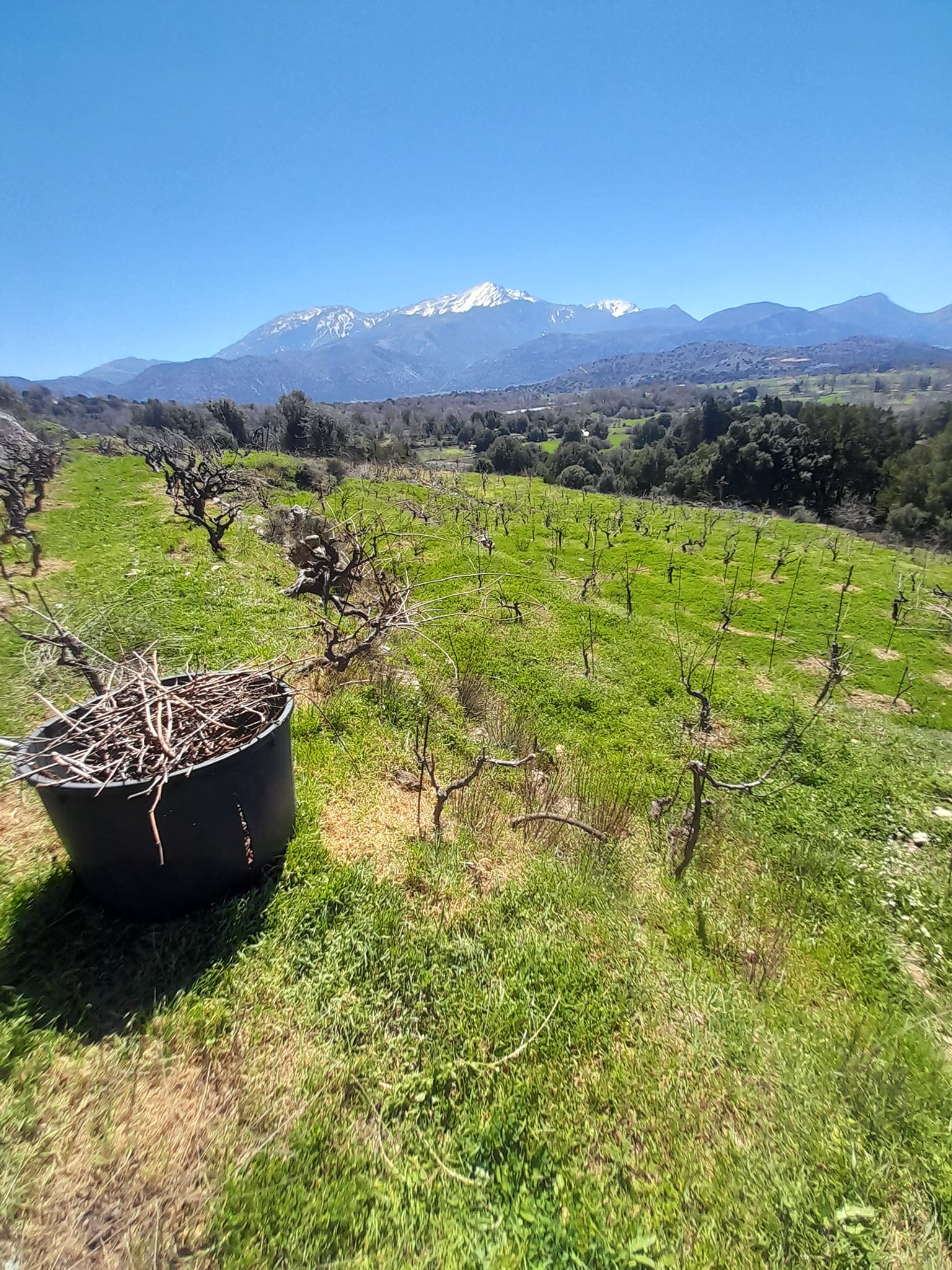 Οι σύγχρονοι «ήρωες» της αμπελουργίας-3