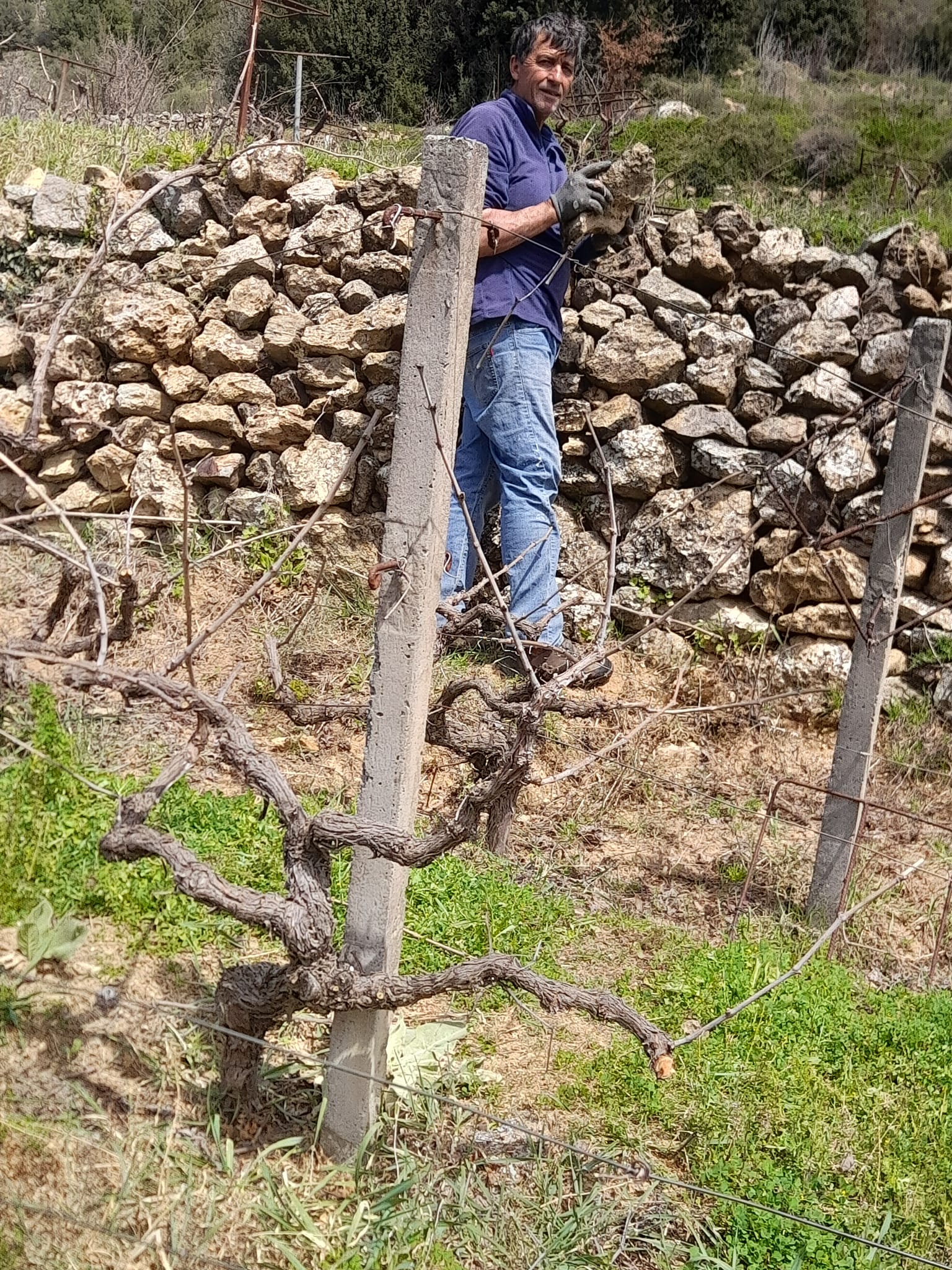 Οι σύγχρονοι «ήρωες» της αμπελουργίας-1
