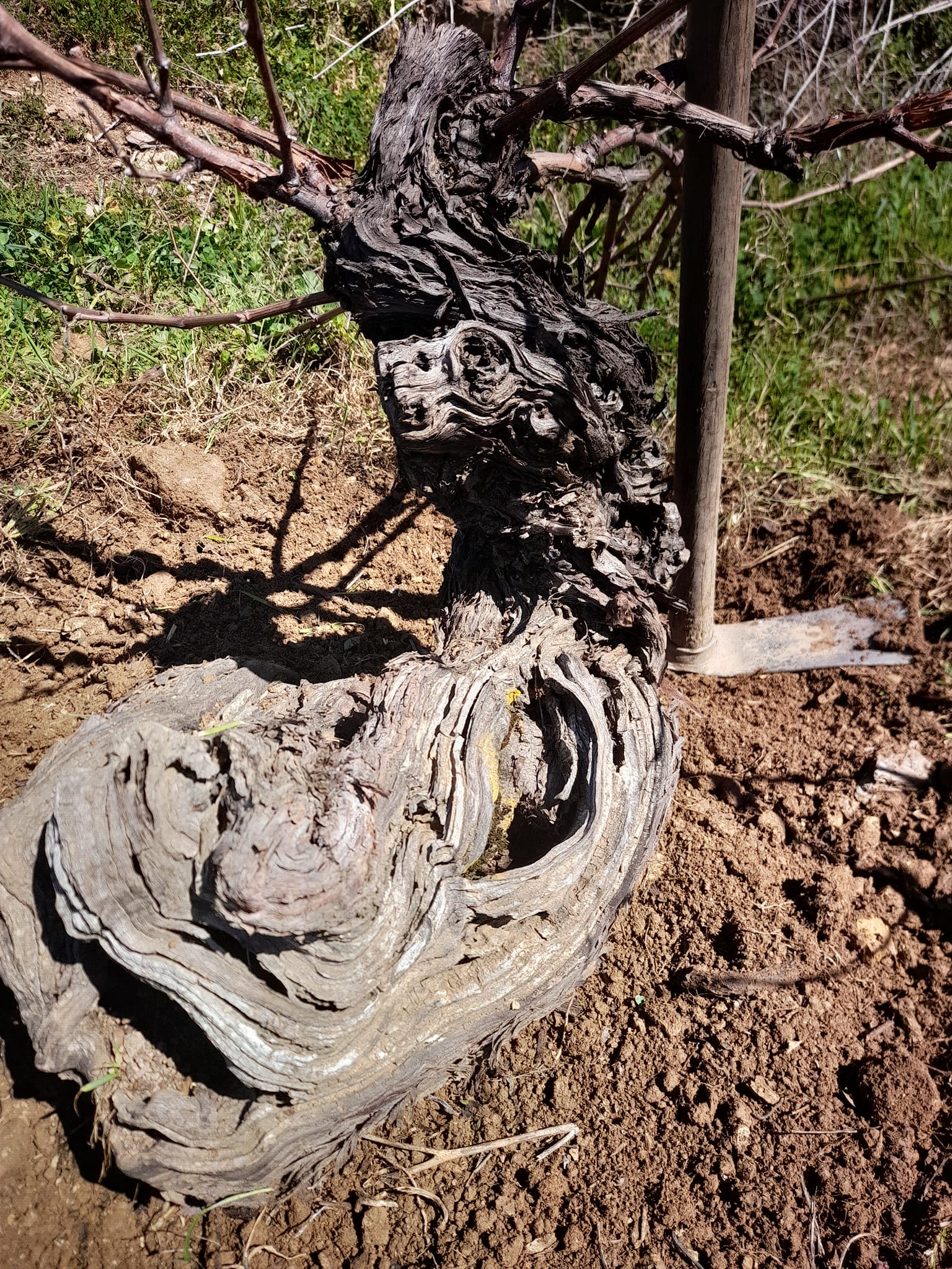 Οι σύγχρονοι «ήρωες» της αμπελουργίας-5