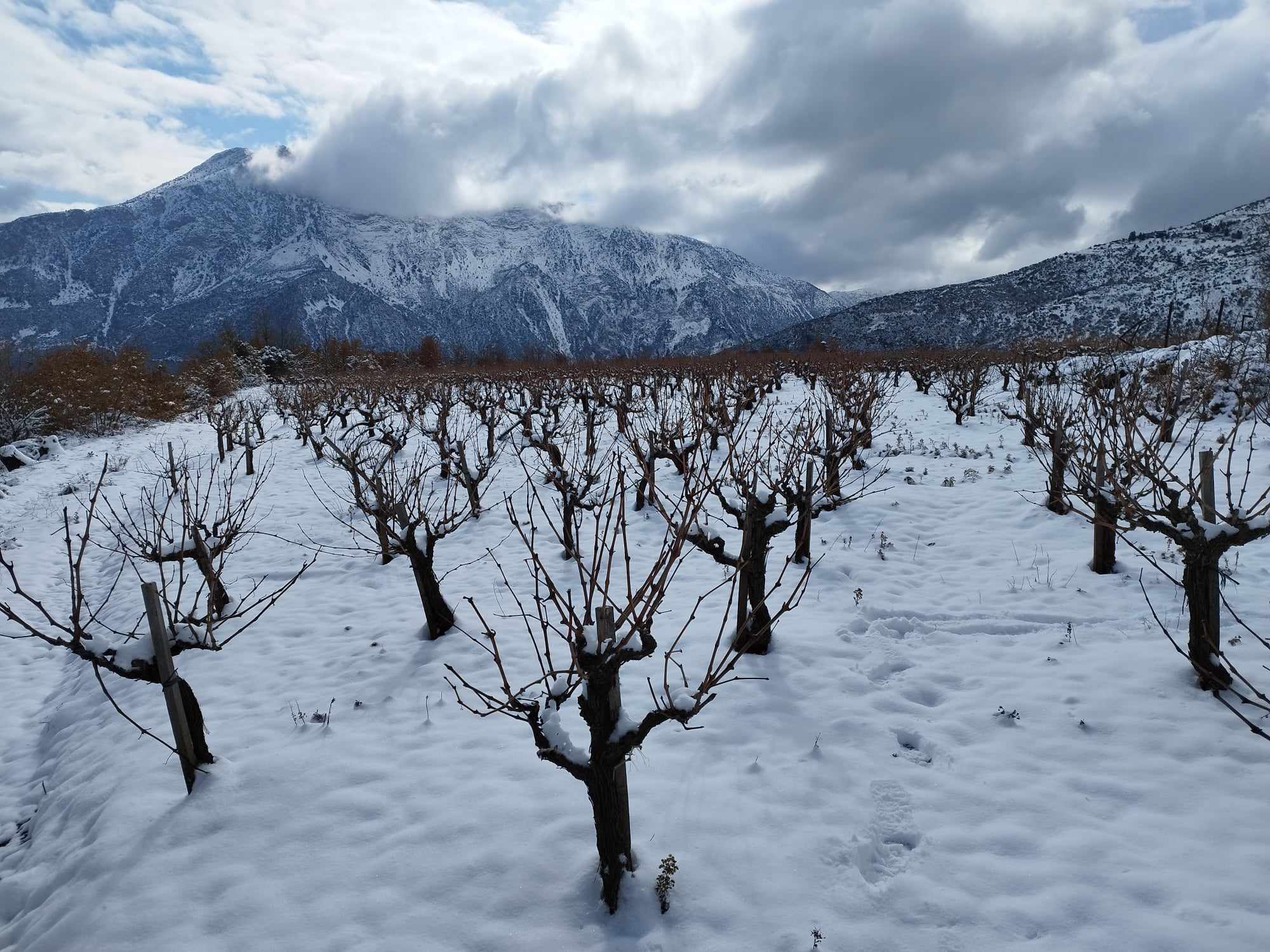 Οι σύγχρονοι «ήρωες» της αμπελουργίας-6
