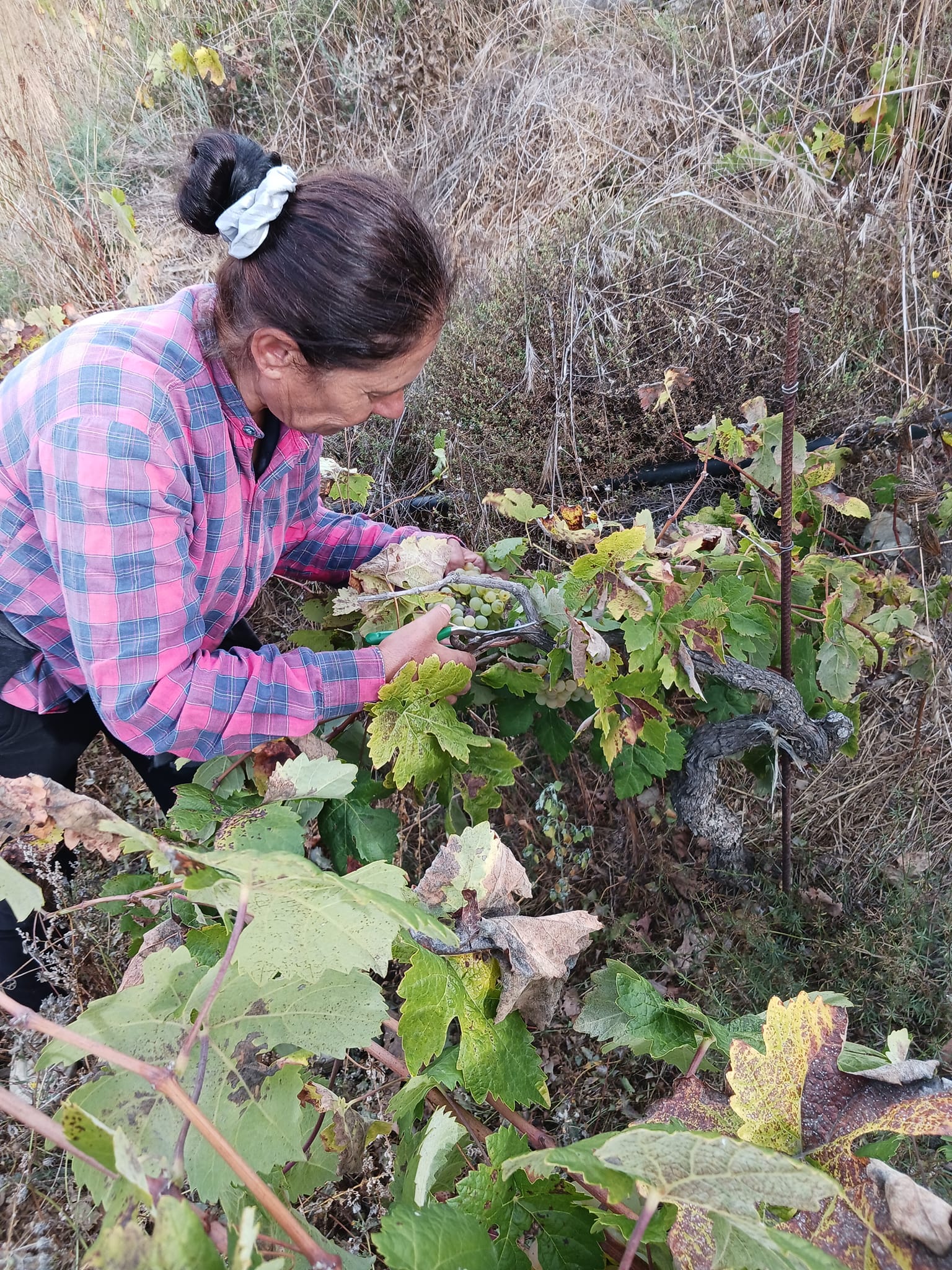 Οι σύγχρονοι «ήρωες» της αμπελουργίας-7