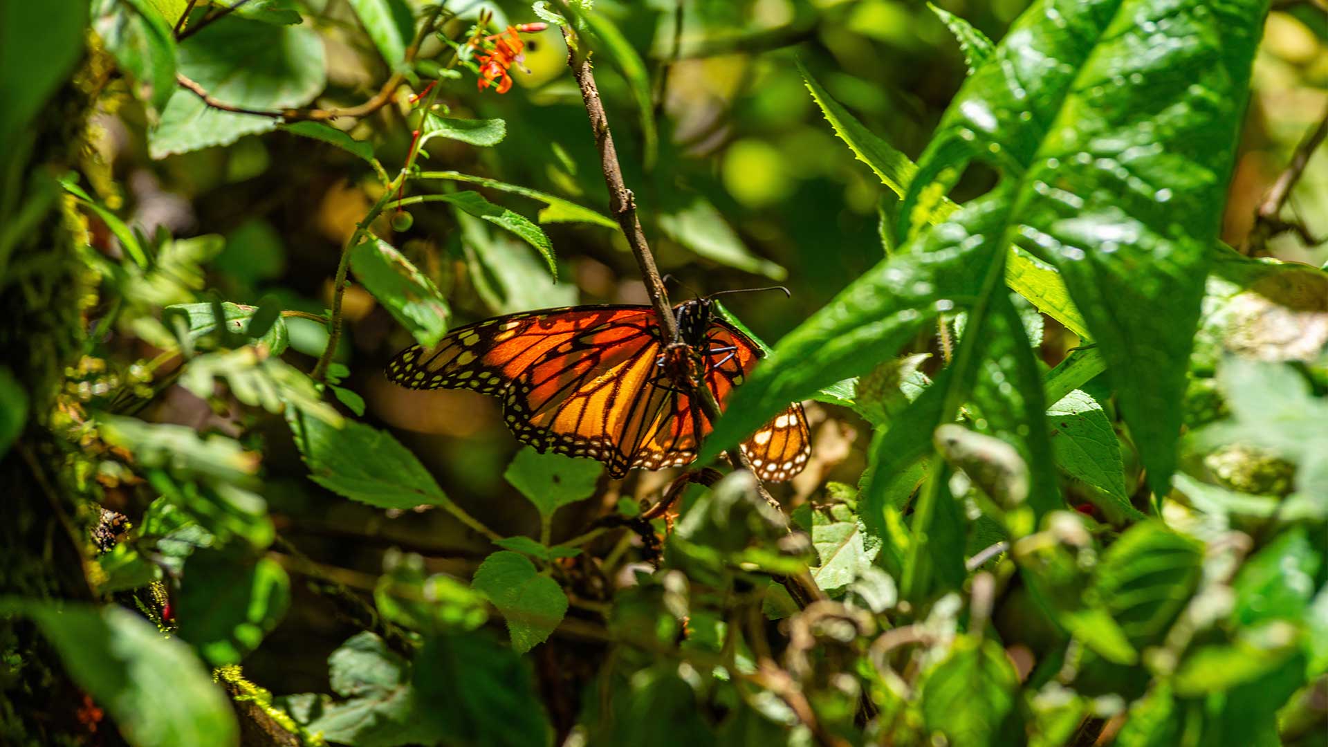Η Θεσσαλονίκη… και οι άλλοι 51 προορισμοί των New York Times για το ’24-51