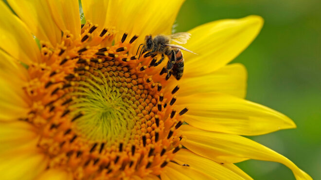 τα-λουλούδια-καταφεύγουν-σε-αυτογονι-562816462