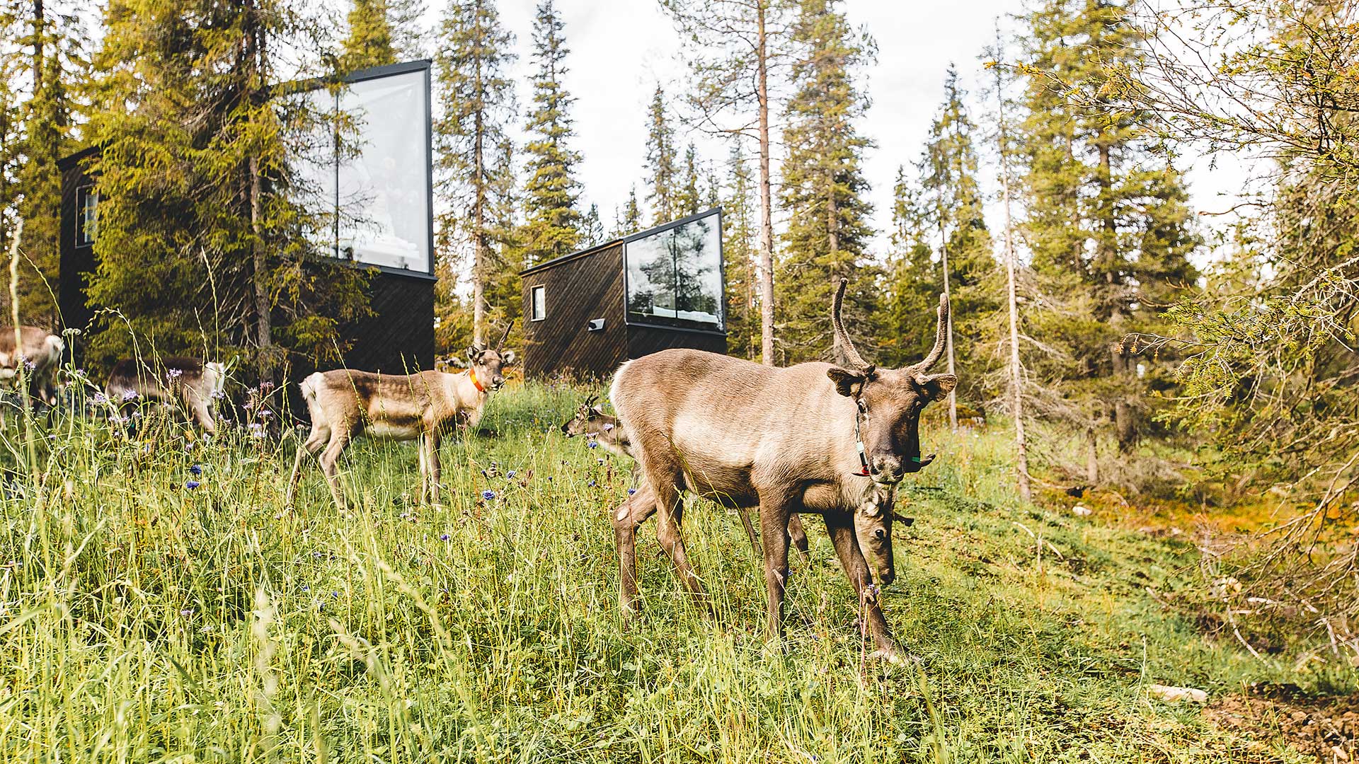 Από τα διάφανα ιγκλού στο βασίλειο της σιωπής-4