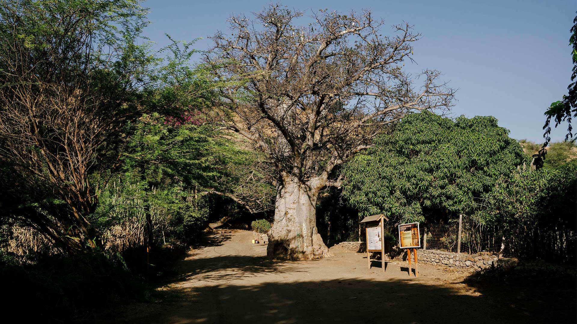 Πράσινο Ακρωτήριο: Ενα αλλιώτικο οδοιπορικό στα ίχνη του Καρόλου Δαρβίνου-9