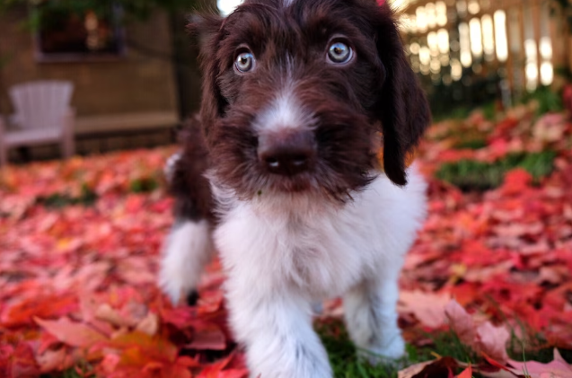 Τι κάνεις όταν ο σκύλος σου φάει 4.000 δολάρια; Κυριολεκτικά ξέπλυμα χρήματος-2