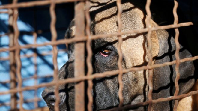 νότια-κορέα-το-κοινοβούλιο-θα-απαγορε-562819657