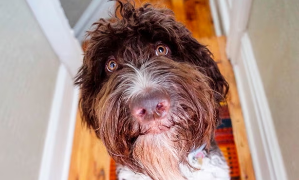 τι-κάνεις-όταν-ο-σκύλος-σου-φάει-4-000-δολάρ-562813420