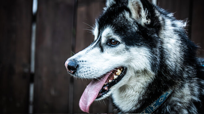 αράχωβα-θάνατος-χάσκι-παρέμβαση-του-562818358