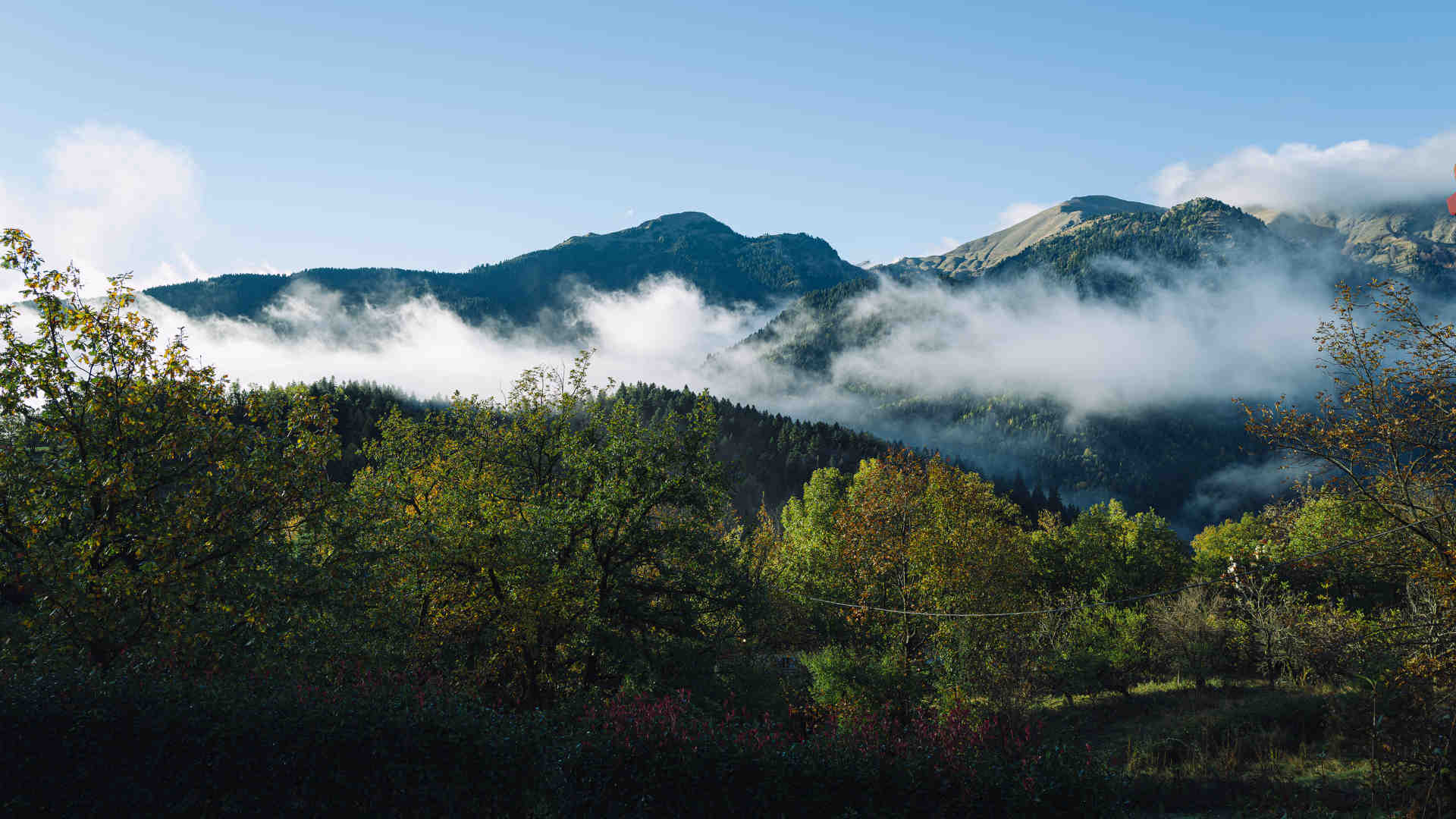 Νάνες, το άγριο σπανάκι της Πίνδου-1