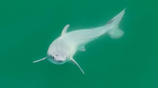 παγκόσμια-πρώτη-ερευνητές-υποστηρίζ-562858600