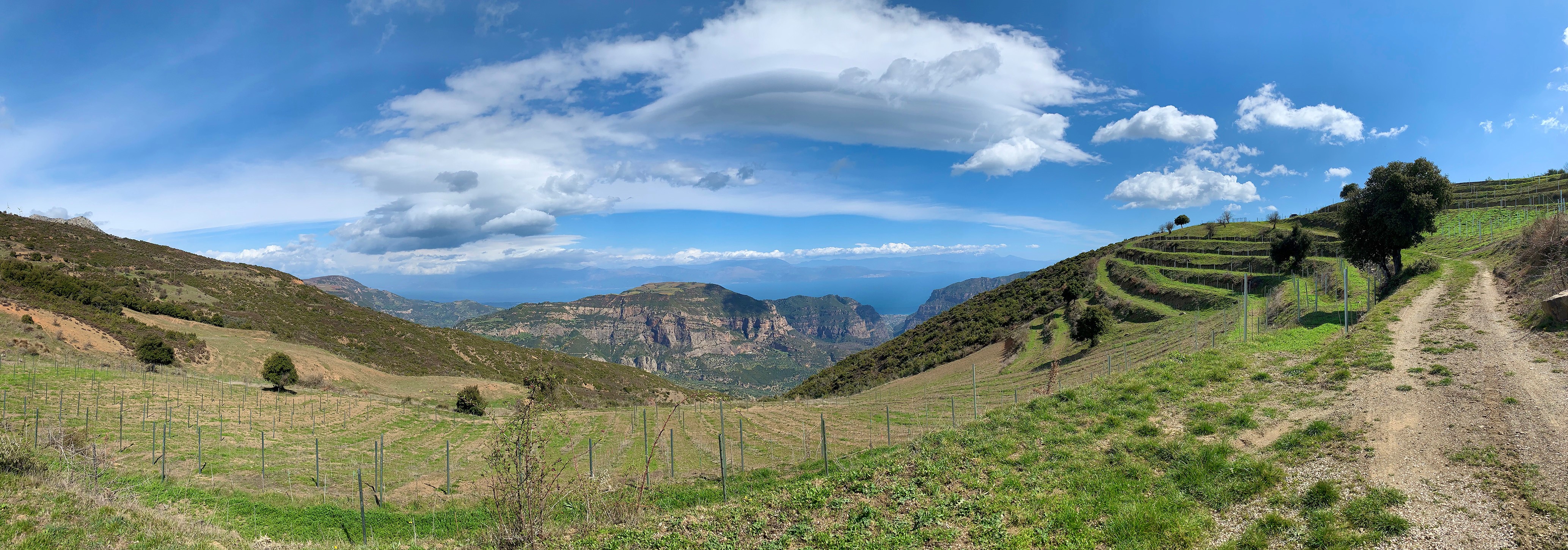 Οι σύγχρονοι «ήρωες» της αμπελουργίας-4