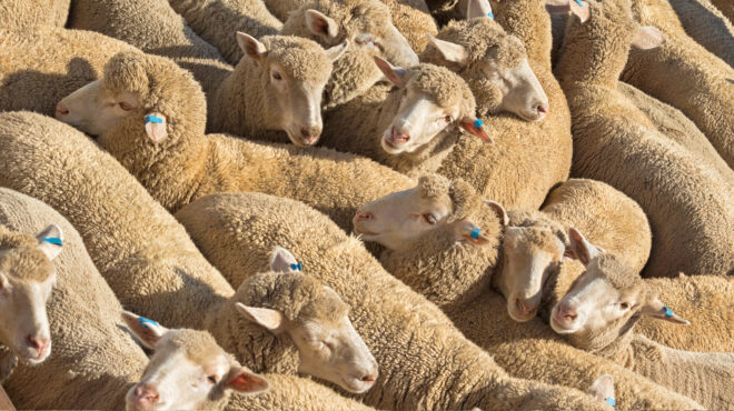 ομηρος-των-χούθι-πλοίο-με-16-000-ζώα-στα-562858678