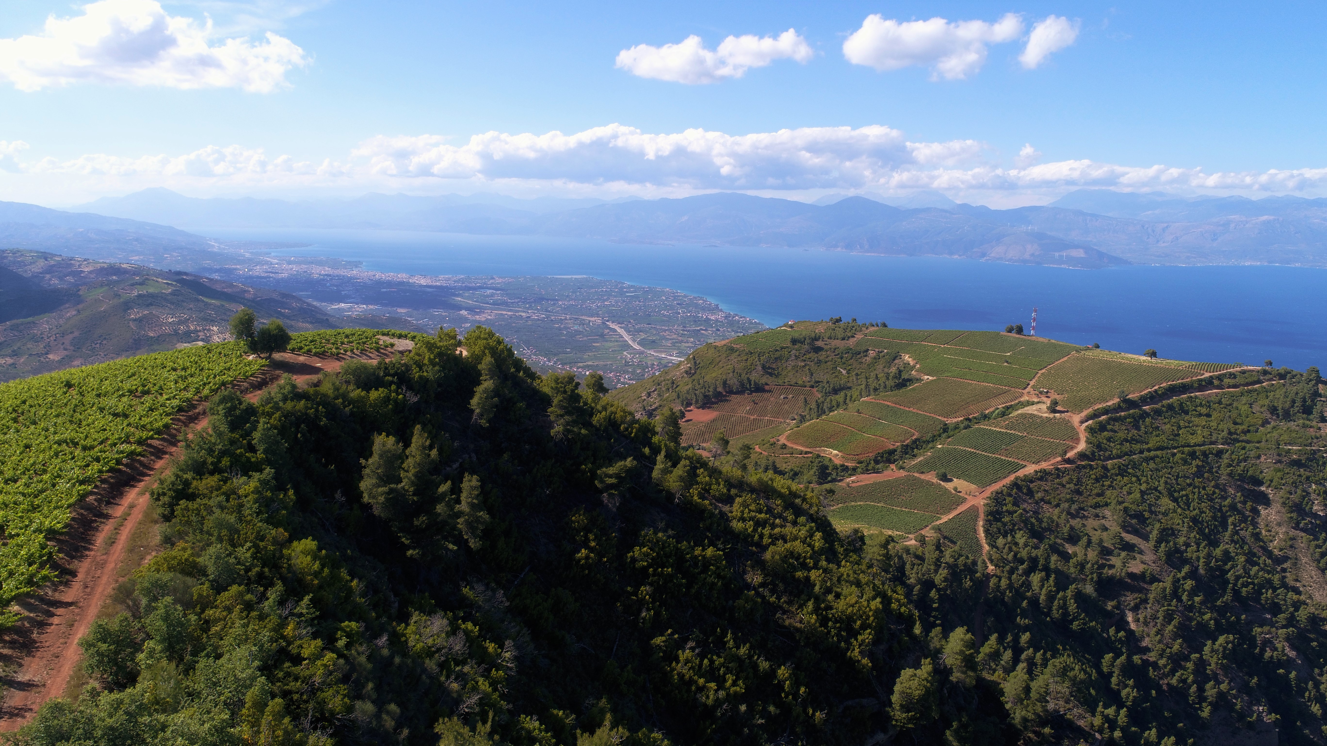 Οι σύγχρονοι «ήρωες» της αμπελουργίας-8