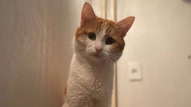 οργή-στη-ρωσία-για-τον-γάτο-που-πέθανε-σ-562842124