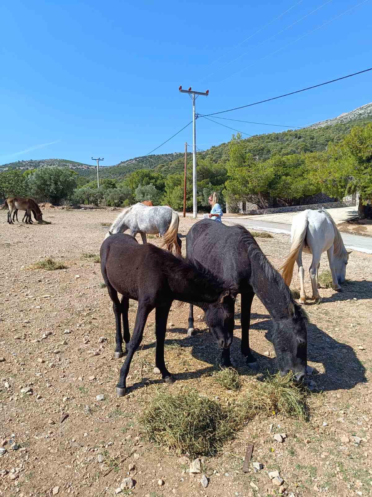 Κοπάδια με αδέσποτα άλογα στις παρυφές του Υμηττού-2