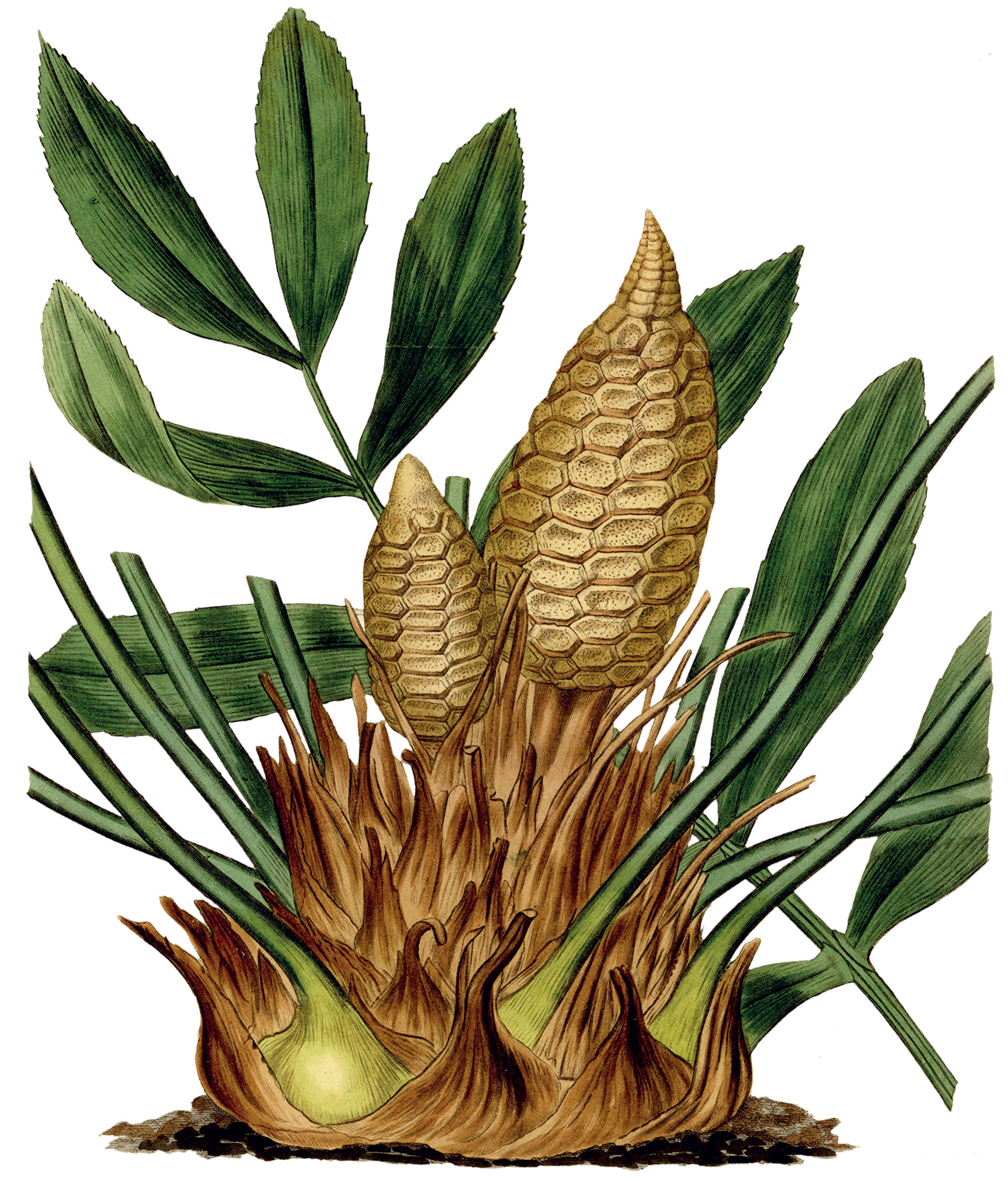 Το ιδανικό φυτό εσωτερικού χώρου αν θέλετε να έχετε ήσυχο το κεφάλι σας-1